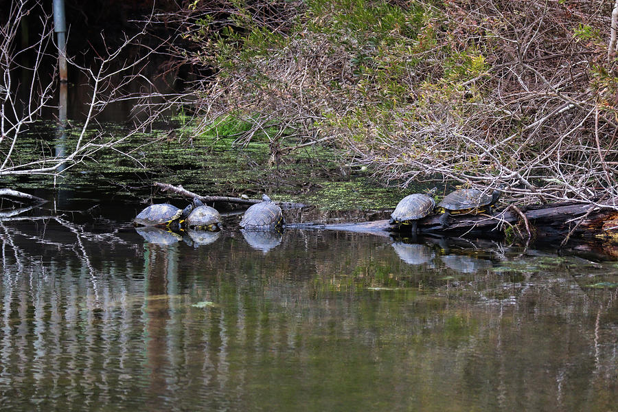 Turtle Talking Photograph by Ed Williams