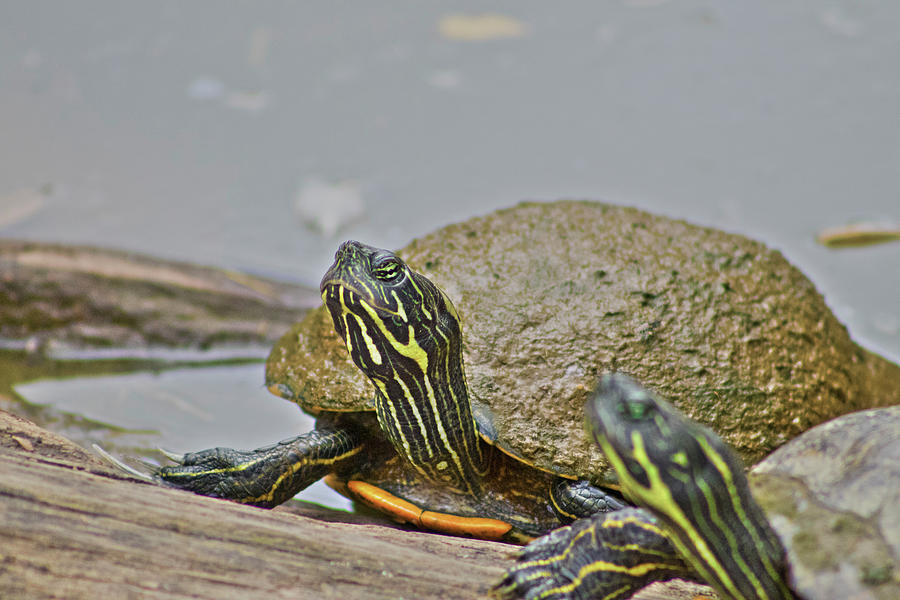 Turtle Time Photograph by Troy Green - Fine Art America