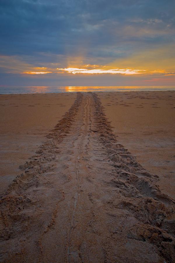 Turtle Tracks At Sunrise Photograph