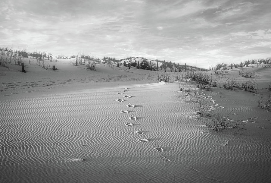 Turtle Tracks Black And White Photograph by Dan Sproul