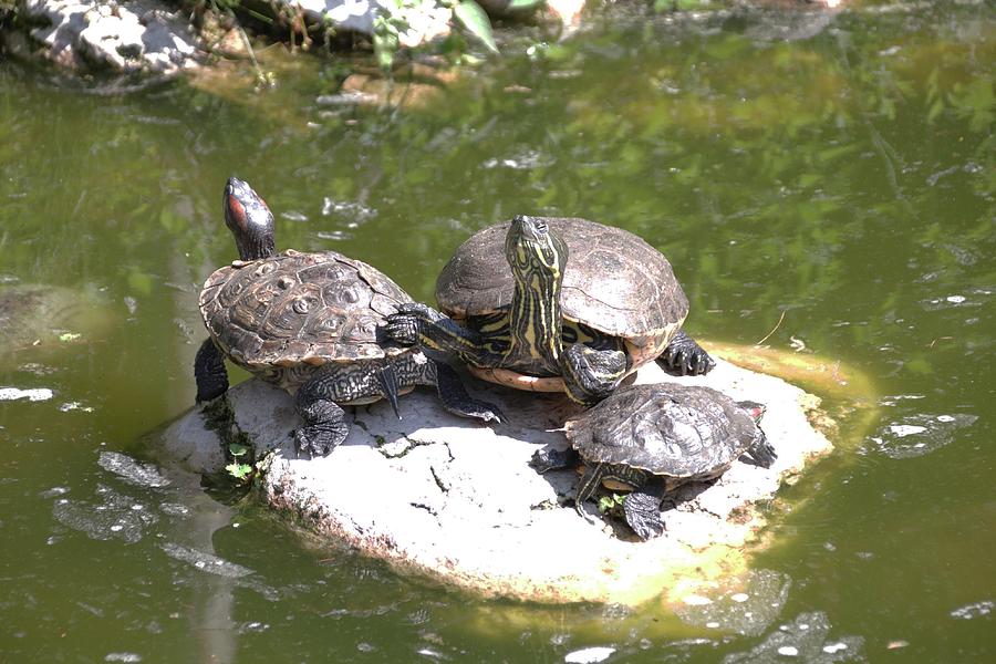 Turtle Trio Photograph by Raymond Stark | Fine Art America