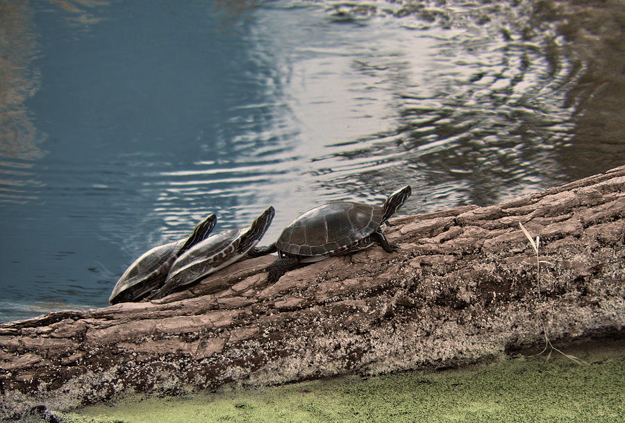 Turtle Trio - Painted Turtles, Chrysemys picta, sunning on a log at Lake Kegonsa, WI Photograph by Peter Herman