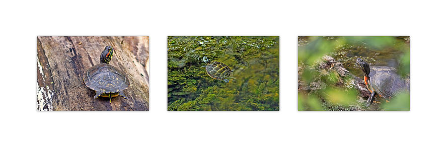 Turtle Triptych Photograph