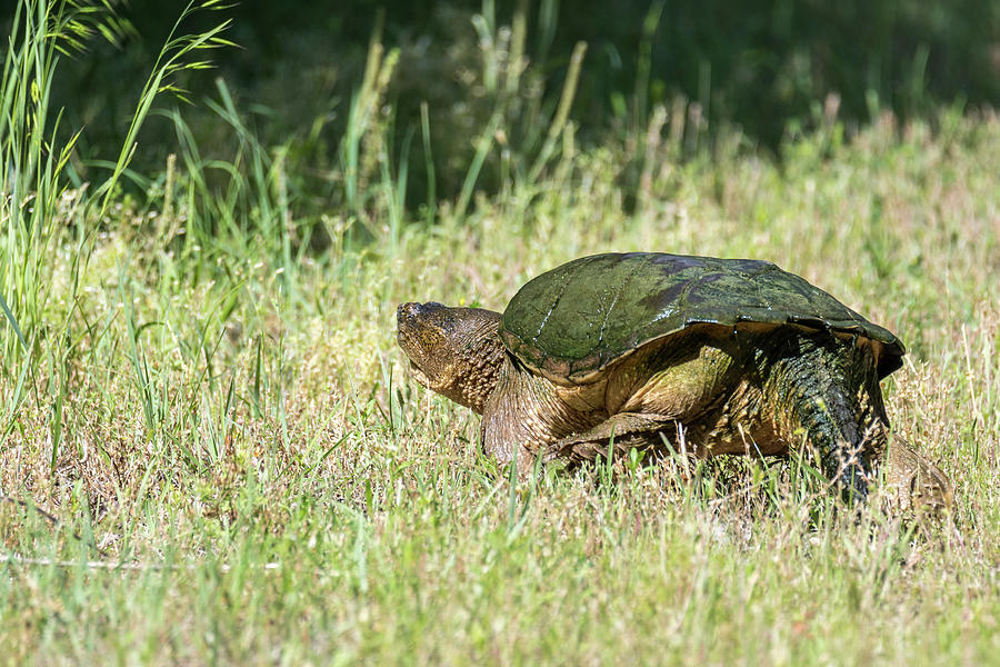 Turtle Turning Back Photograph