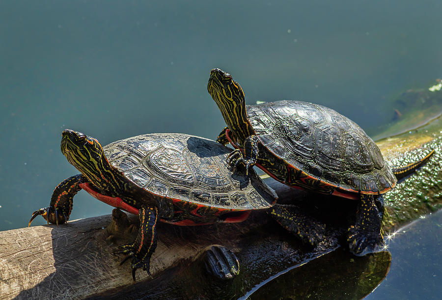 Turtle Twins on a Log Photograph by John Cooke - Pixels