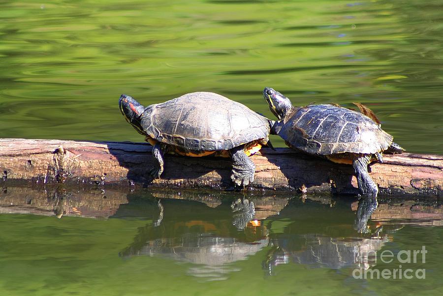 Turtle Two-Step Photograph by Kimberly Furey