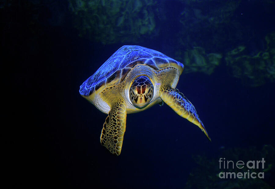 Wildlife Photograph - Turtle Underwater by Savannah Gibbs