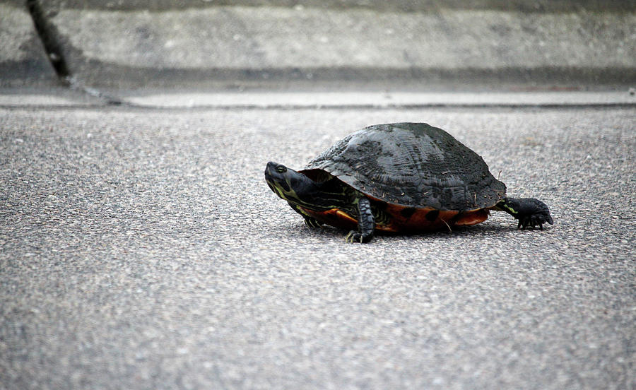 Turtle Walking Down The Street Photograph by Cynthia Guinn