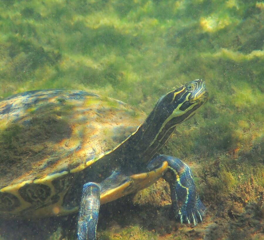 Turtle Watching Photograph by Love Nature Photography Llc - Fine Art ...