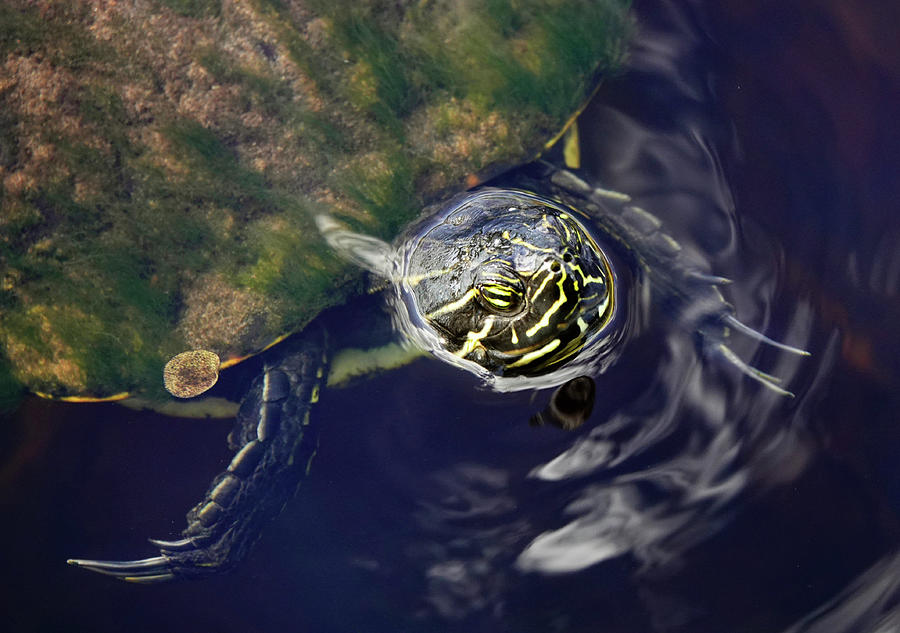 Turtle with Claws Coming Up for Air Photograph by Marilyn Hunt - Fine ...