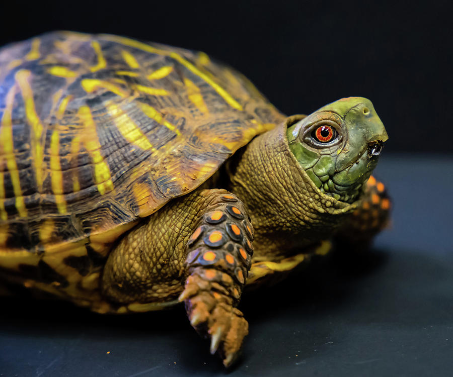 Turtle with Orange Eyes Photograph by Toni Hopper