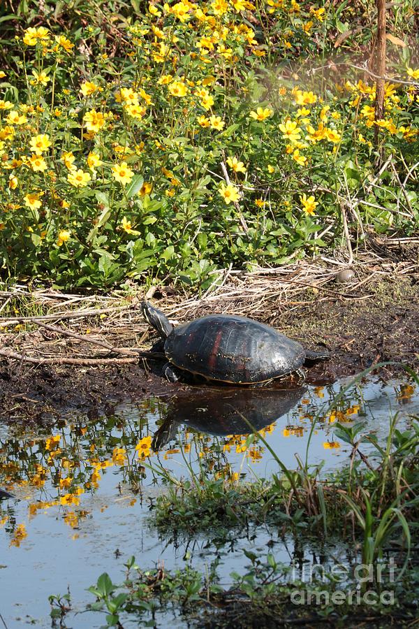 Turtle With Reflection Of Yellow Wildflowers Photograph
