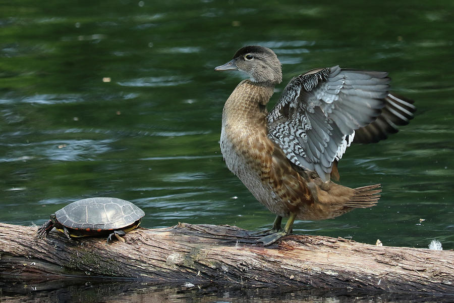 Turtle with Wood Duck Photograph by Doris Potter