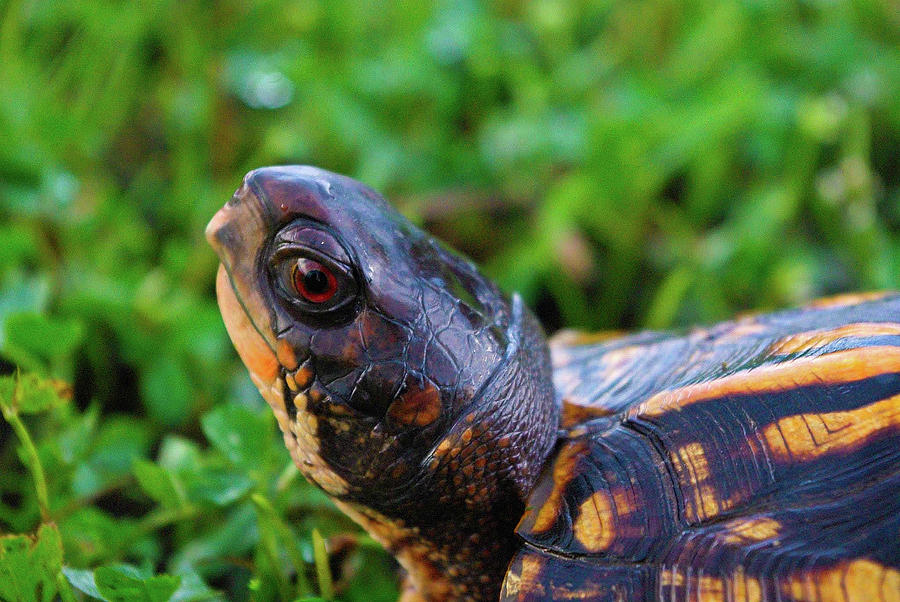 Turtle Photograph by Wolf Yoxall - Fine Art America