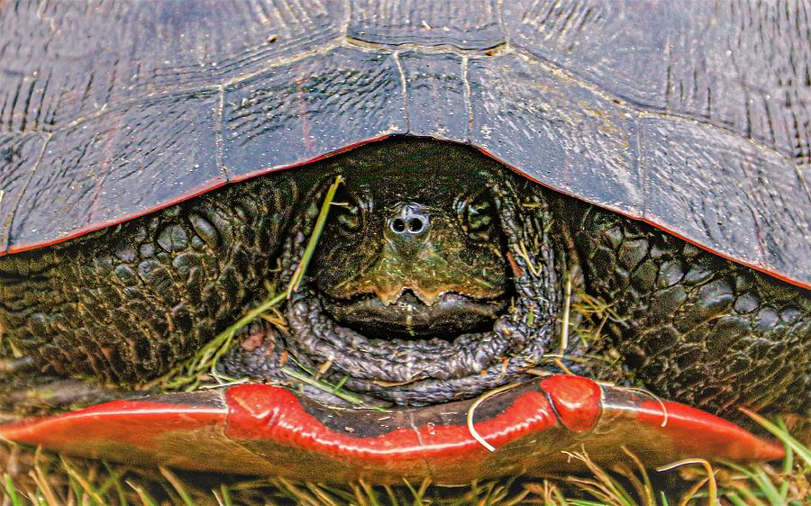Turtle3 Photograph by John Linnemeyer