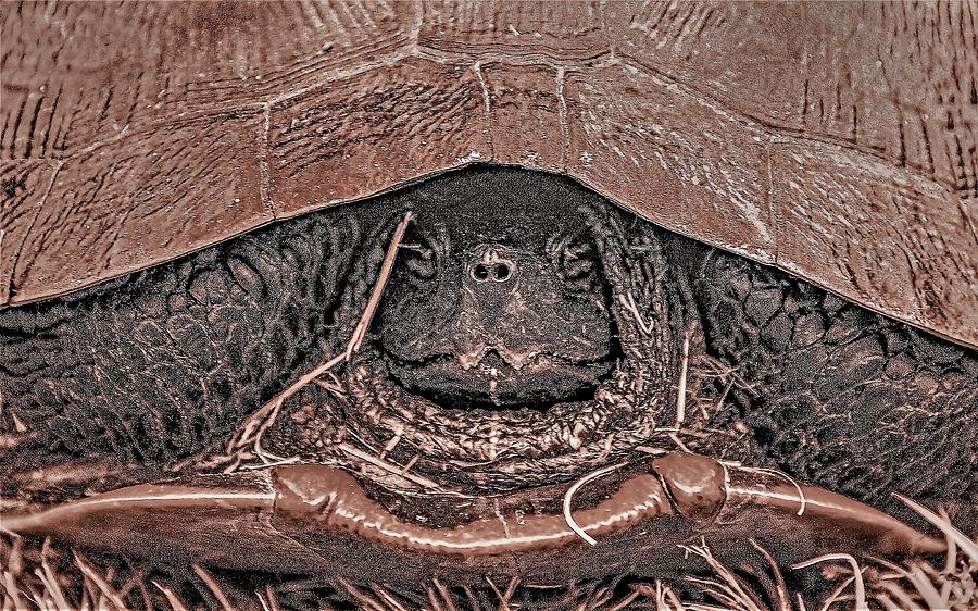Turtle3a Photograph by John Linnemeyer