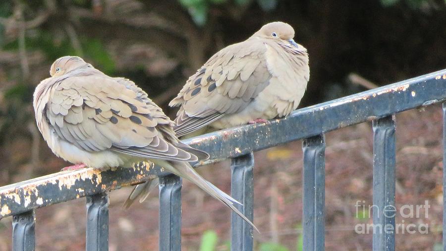 Turtledoves in Love Painting by Laurie Morgan
