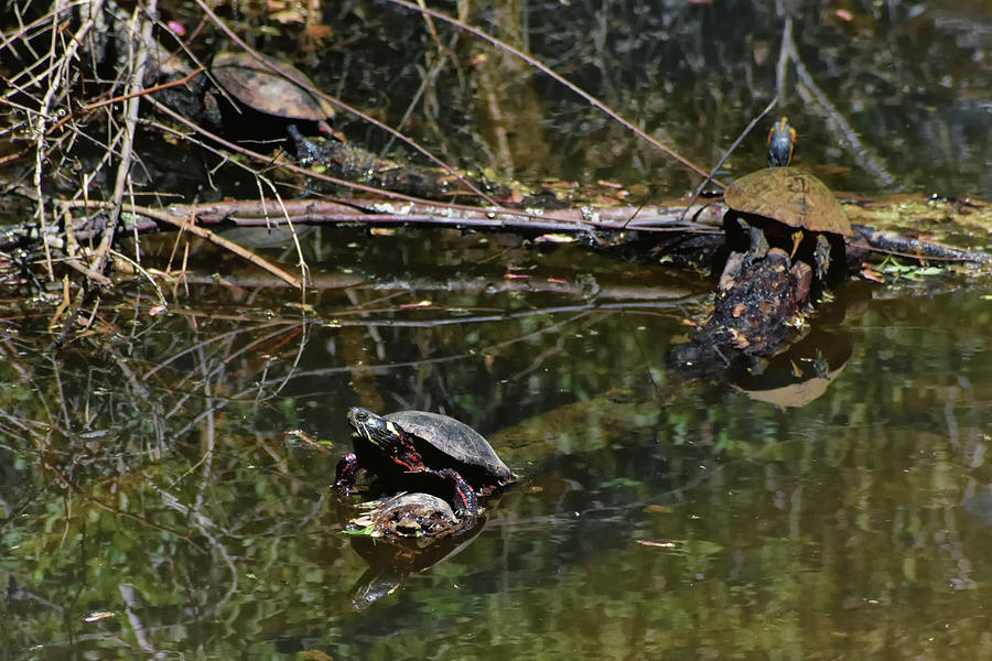 Turtles At Fort Yargo 015 Photograph by George Bostian
