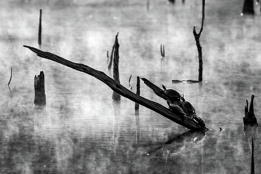 Turtles at Morning Light BW Photograph by James Barber