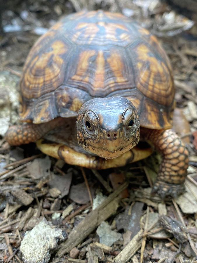 Turtles at the Edisto Island Serpentarium Photograph by Nicole Wilson ...