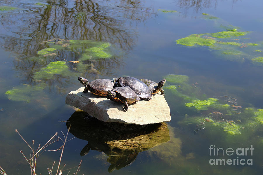 Turtles Basking In The Sun Photograph