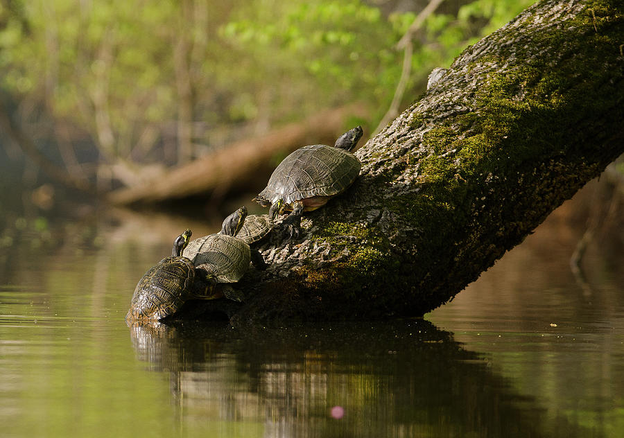 Turtles Basking in the Sunlight Photograph by Eric