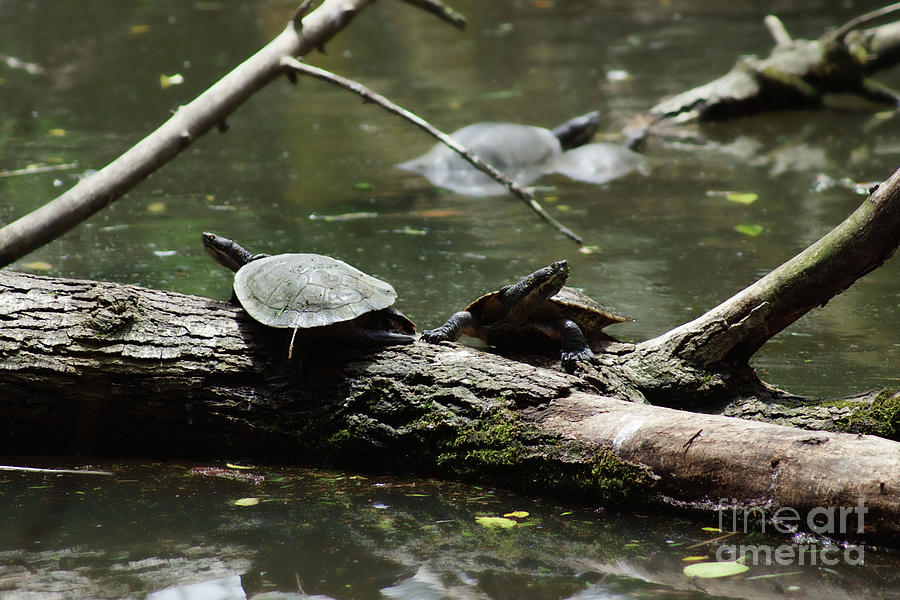 Turtles Photograph by Cassandra Buckley