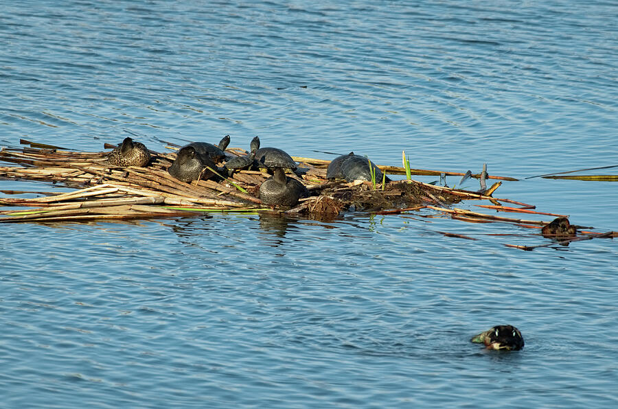 Turtles catching sun on bamboos Photograph by Angelo DeVal