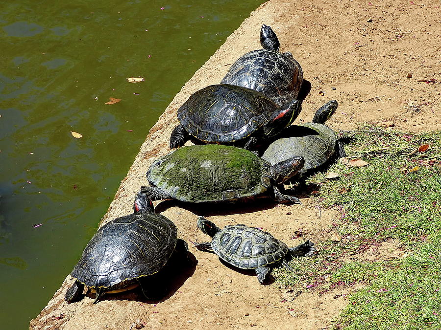 Turtles Enjoying a Sunny Day Photograph by Lyuba Filatova