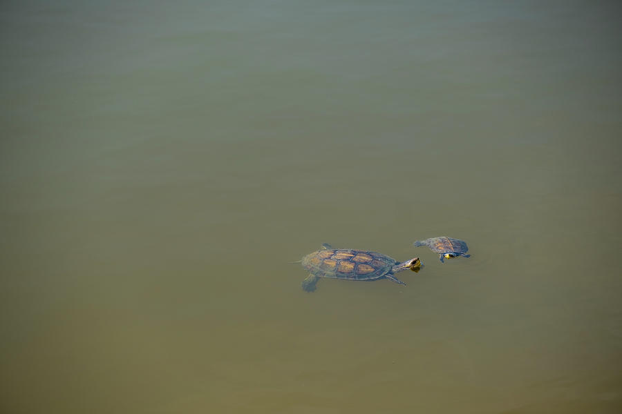 Turtles in Agamon Hefer Photograph by Dubi Roman
