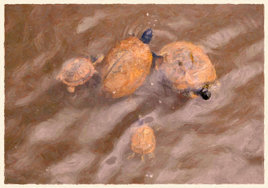 Turtles in La La Land Digital Art by David Zimmerman