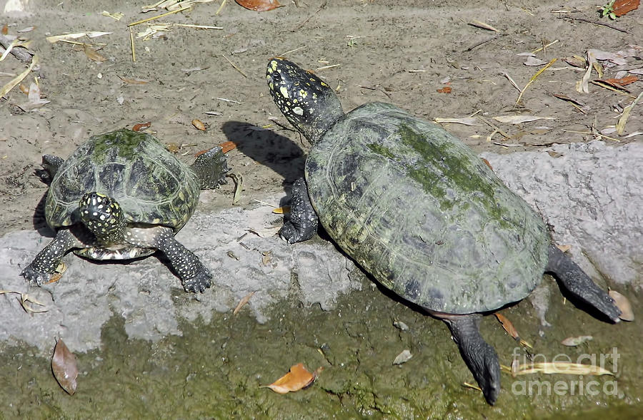 Prehistoric Photograph - Turtles In The Sun by D Hackett