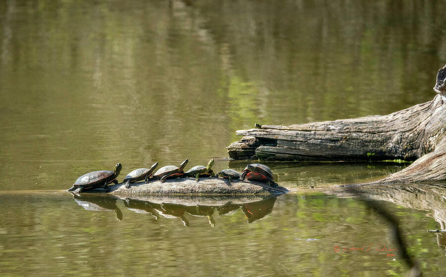 Turtles Line Up In A Row Photograph by Ed Peterson Turtles Line Up In A Row Photograph by Ed Peterson