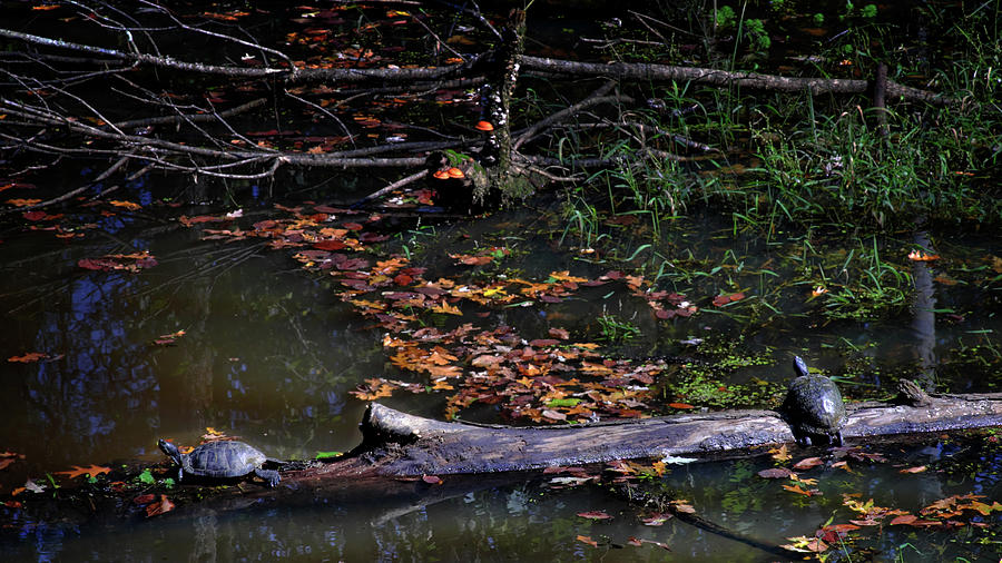 Turtles on a Log Photograph by George Taylor