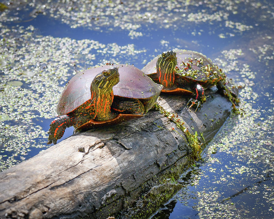 Turtles on a log Photograph by Michelle Wittensoldner