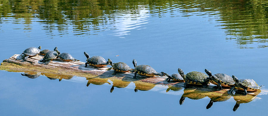 Turtles on a Log Photograph by WAZgriffin Digital