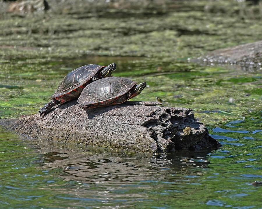 Turtles on Log, Madison, Wisconsin Photograph by Steven Ralser