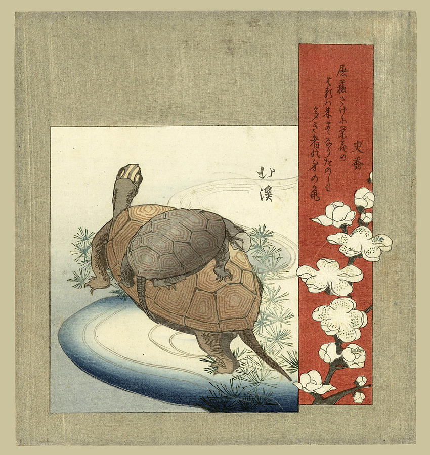 Turtle Drawing - Turtles by Totoya Hokkei