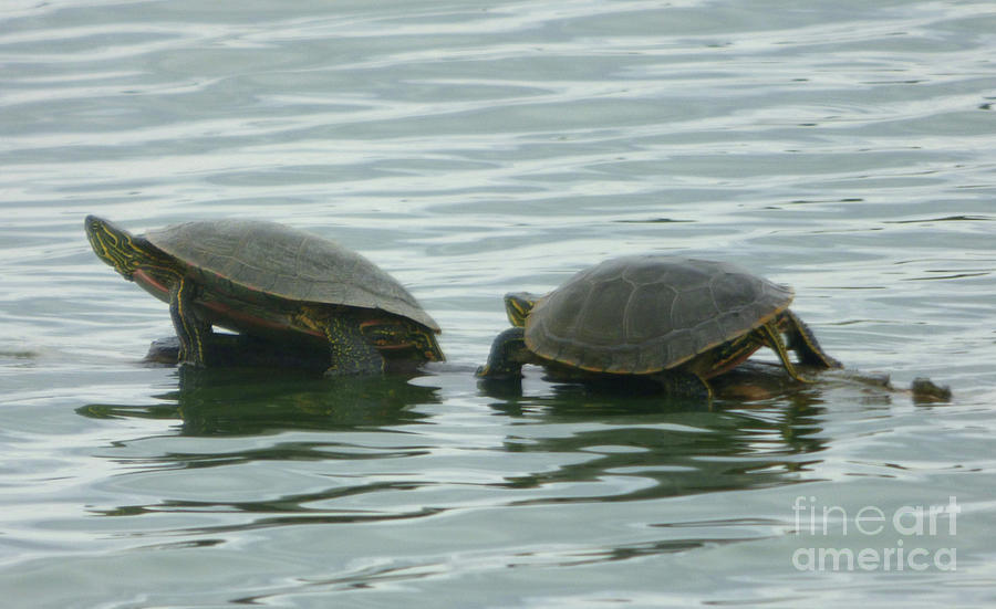 Turtles Walking on Water at McNary National Wildlife Refuge Photograph by Charles Robinson