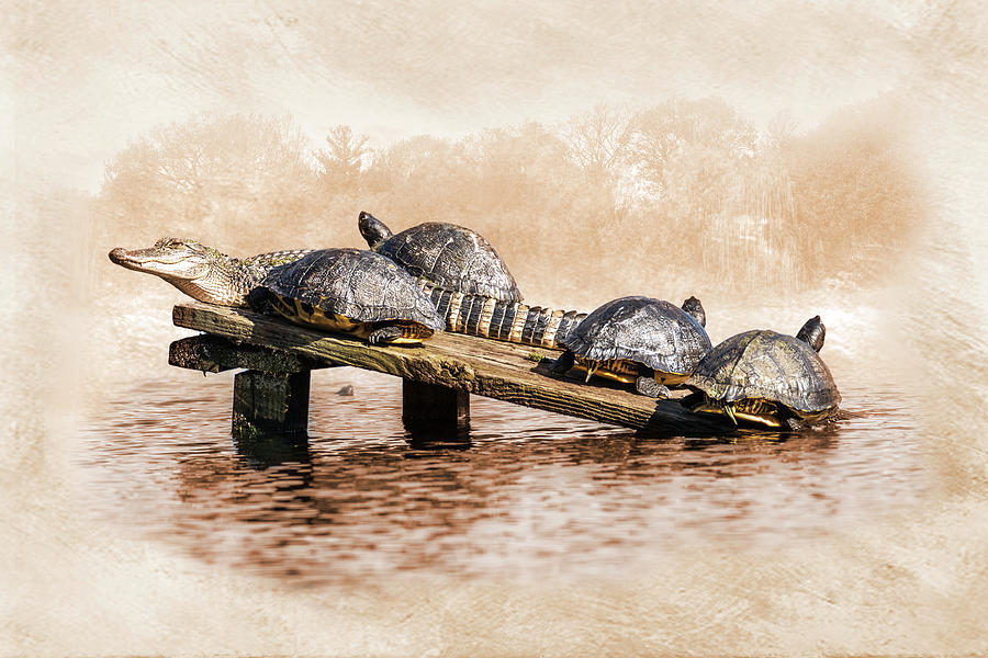 Turtles with Alligator Photograph by Patti Deters