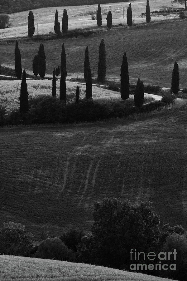 Tuscan Curves Photograph by John F Tsumas
