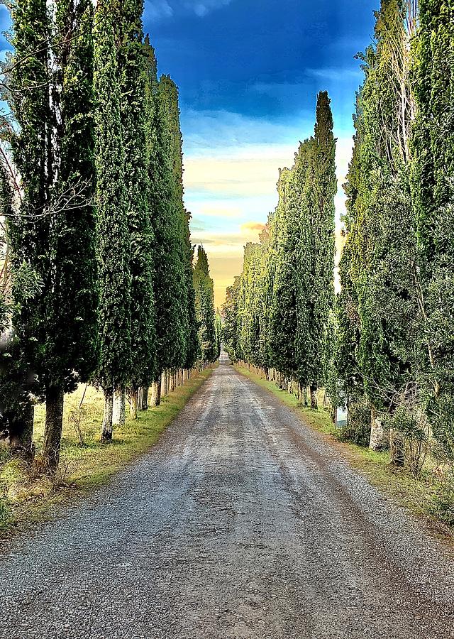 Tuscan driveway Photograph by Sally Harrison