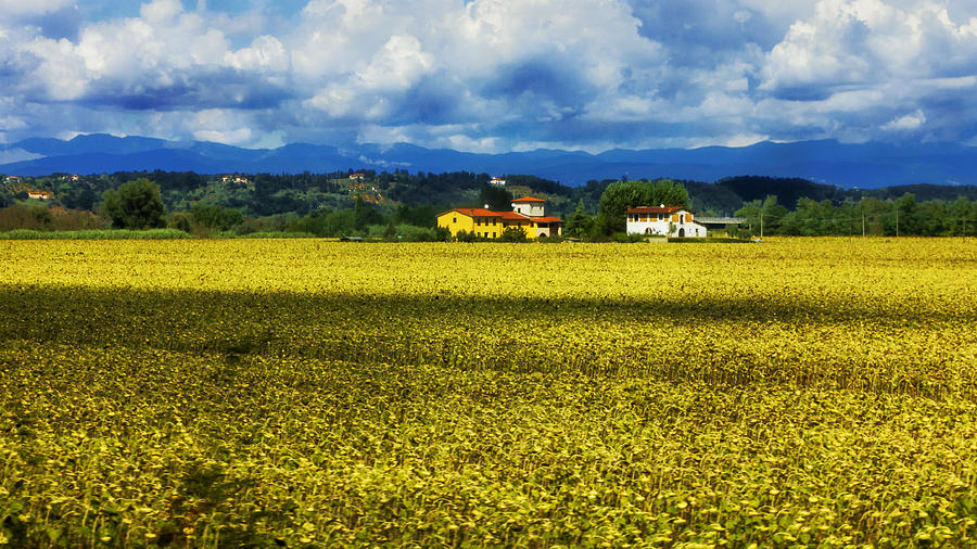 Tuscan Field Of Sun Flowers Photograph By Warwick Lowe Fine Art America   Tuscan Field Of Sun Flowers Warwick Lowe 