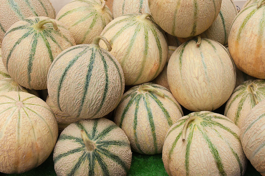 Tuscan Melon Cantalopes at Farmers Market Photograph by Jimveilleux