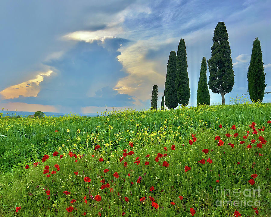 Tuscan Poppies Photograph by Terry Rowe