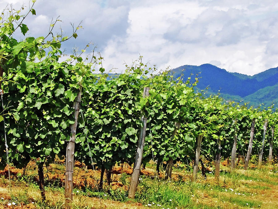 Tuscan Vineyard Photograph by Debbie Oppermann