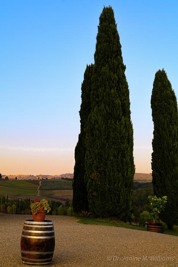 Tuscan Vineyard Photograph by Dr Janine Williams