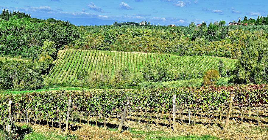 Tuscan Vineyard in Panoramic Form Photograph by Frozen in Time Fine Art Photography