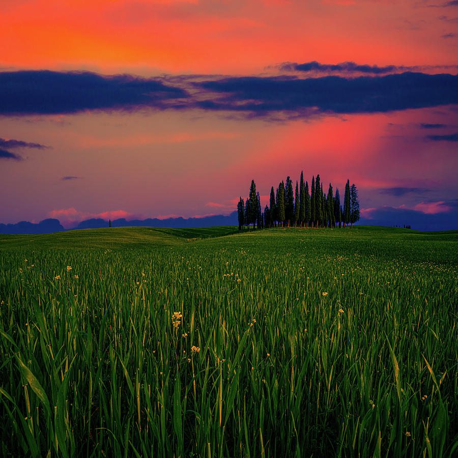 Tuscany Cypress Copse Photograph by Chris Lord