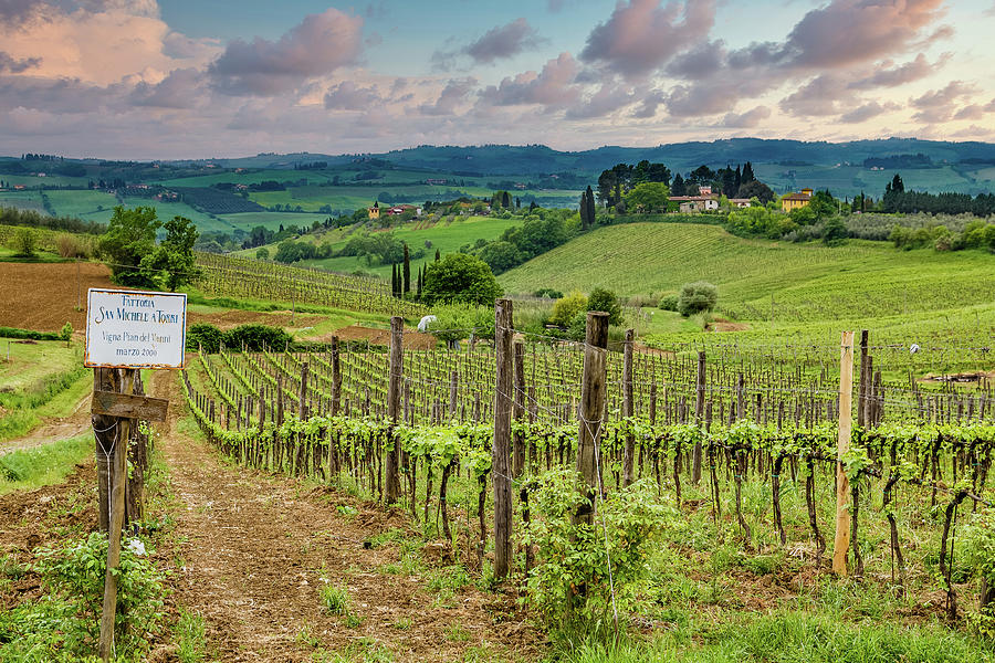 Tuscany Farm and Vineyard Photograph by Darryl Brooks